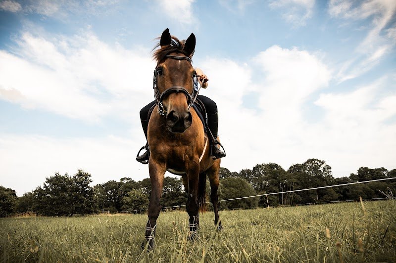 Écurie du Garun - photo 1