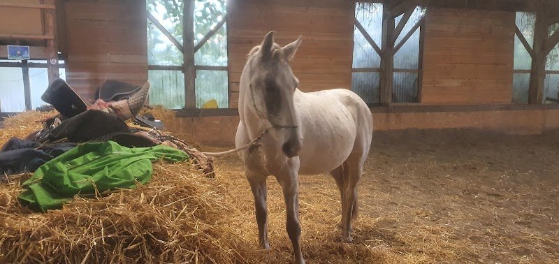 Ferme Équestre De St-Bihy: centre de vacances familial randonnée cheval(Côtes d'Armor, Saint Brieuc) - photo 2