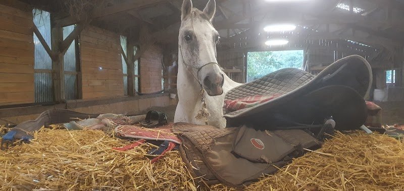 Ferme Équestre De St-Bihy: centre de vacances familial randonnée cheval(Côtes d'Armor, Saint Brieuc) - photo 3
