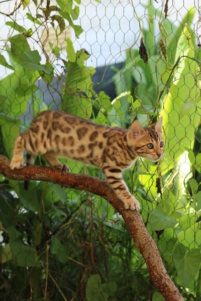 KAYDARA CENTRE ÉQUESTRE et LES BENGALS DE KAYDARA