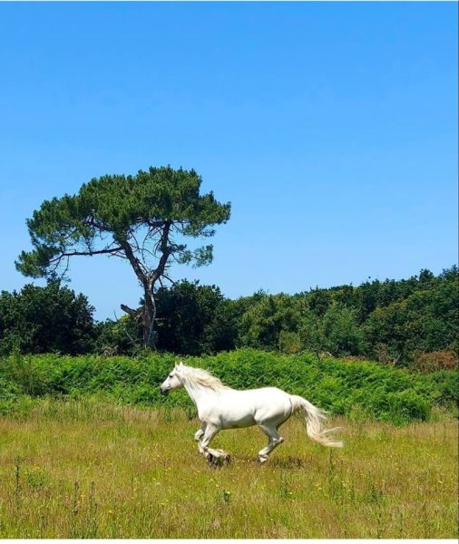centre équestre de Port-Blanc - photo 3