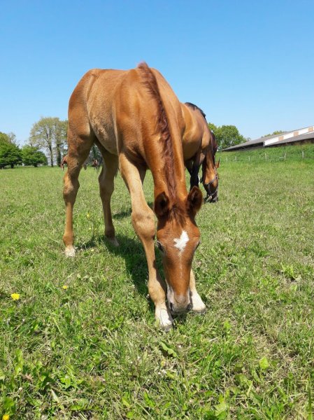 Haras d'youville - photo 2