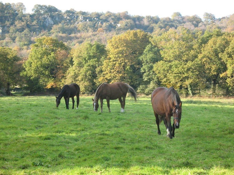 Centre équestre de Guerlédan - photo 2
