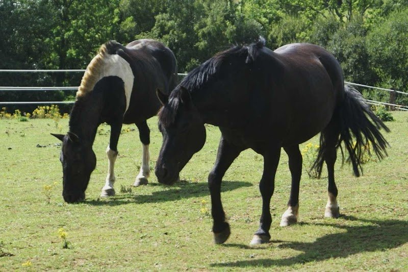 Centre équestre de Guerlédan - photo 3