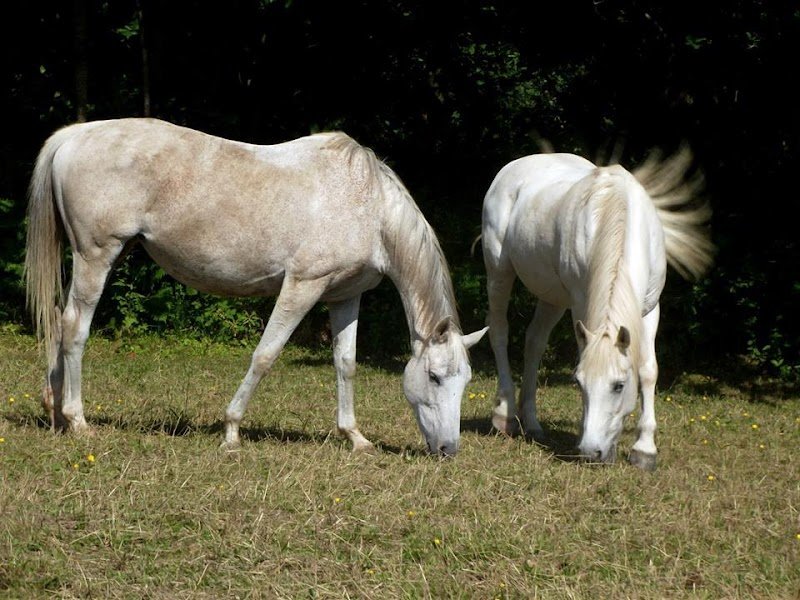 Earl Ecurie Lamande - photo 1