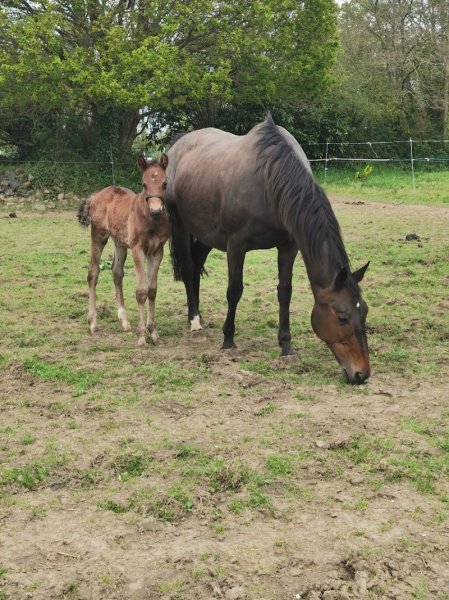 Earl Ecurie Lamande - photo 2