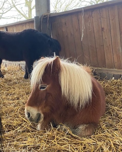 Ferme Equestre du Tréglodé - photo 2