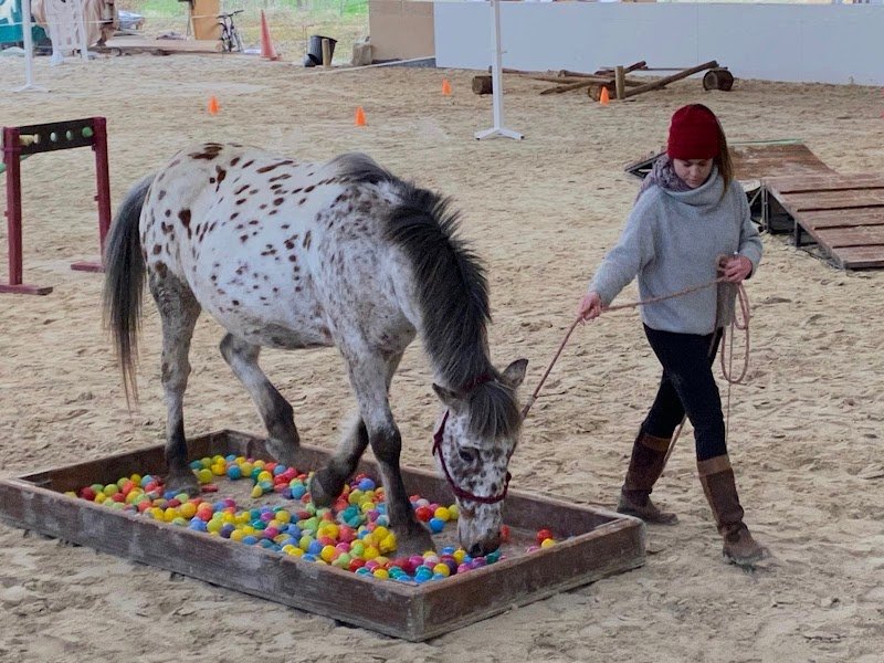 Ferme Equestre du Tréglodé - photo 3
