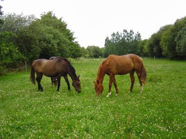 Ecurie de la Beaucherais