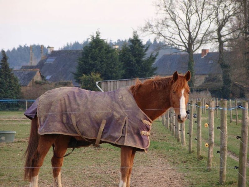 Ecurie de la Beaucherais - photo 3