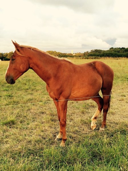 Ecuries de Saint Lunaire - photo 3