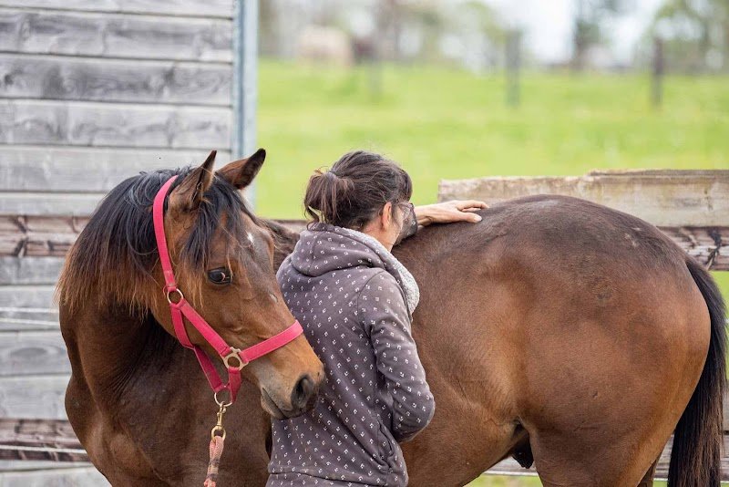 Écurie Seahorse - photo 3