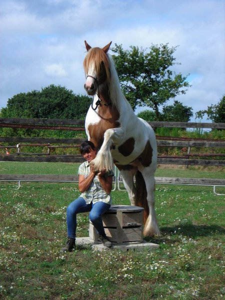 accompagnement assisté par le cheval (Anita DAVID) - photo 2