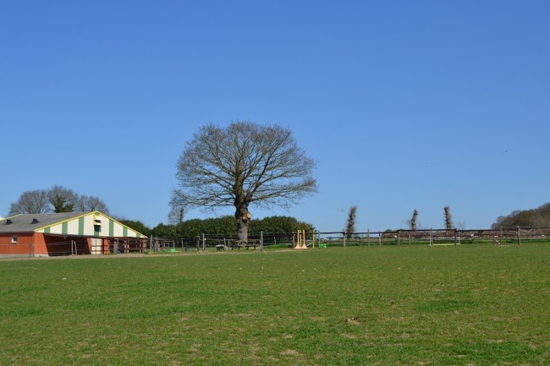 accompagnement assisté par le cheval (Anita DAVID) - photo 3