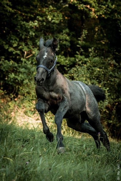 écurie des libelles - photo 1