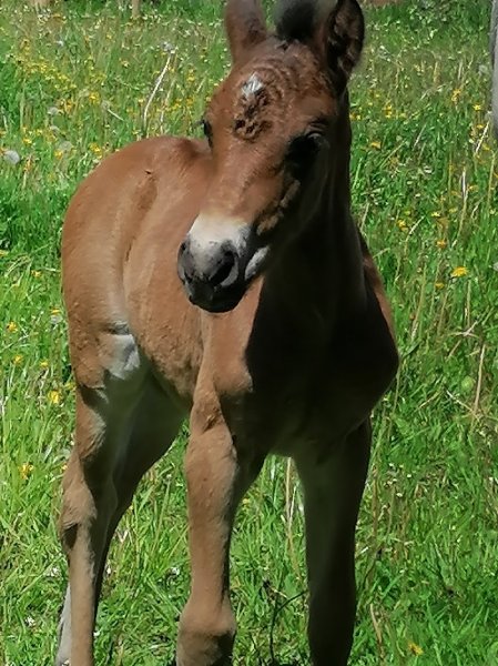 écurie des libelles - photo 2