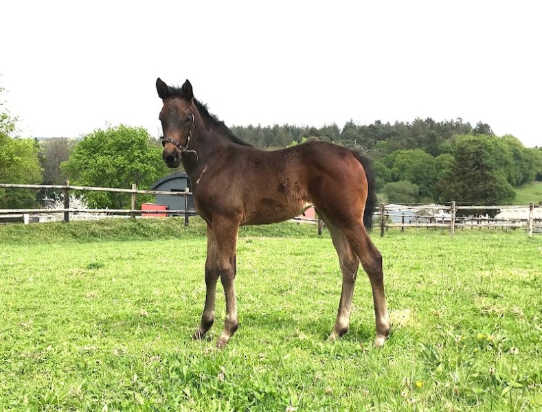 Haras du Blavet - photo 2