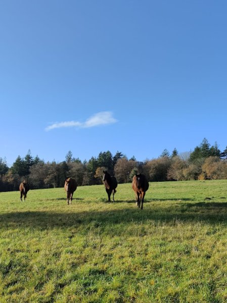 Haras du Blavet - photo 3