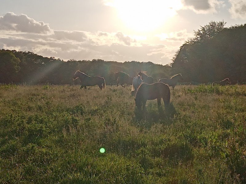 Les Chevaux d'Ouest Hennebont : équithérapie, balades à poney, pension, demi pension