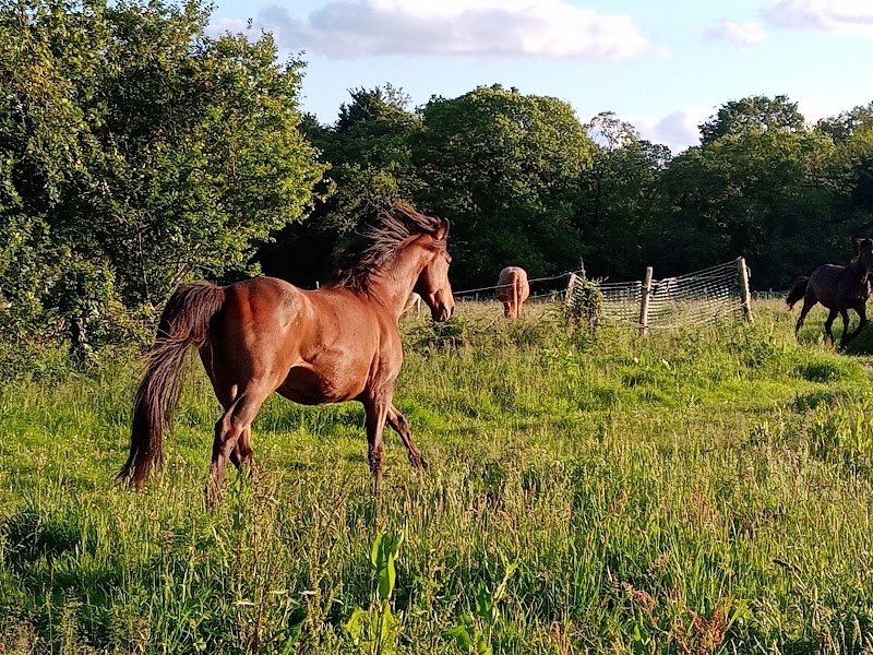 Les Chevaux d'Ouest Hennebont : équithérapie, balades à poney, pension, demi pension - photo 2
