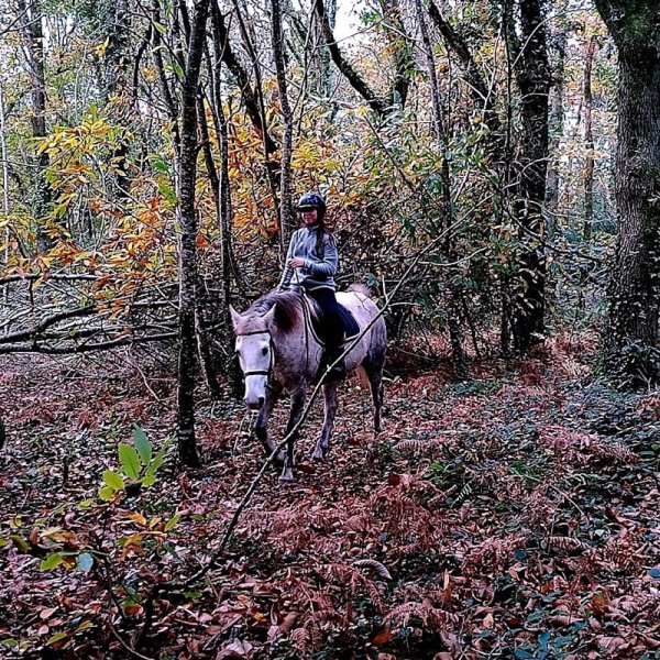 Les Chevaux d'Ouest Hennebont : équithérapie, balades à poney, pension, demi pension - photo 3