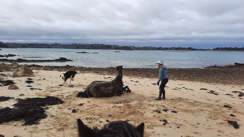 Rêves équestres - photo 2