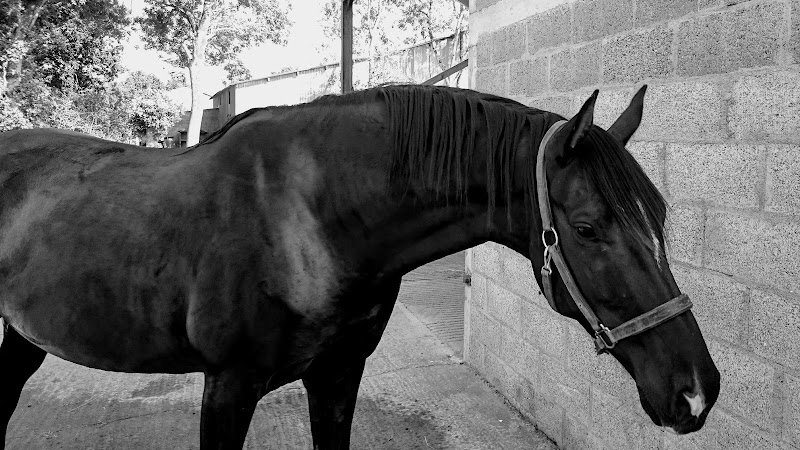 Cheval Et Nature - photo 2