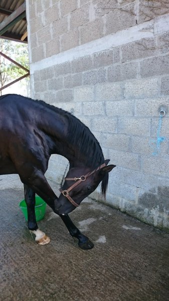 Cheval Et Nature - photo 3