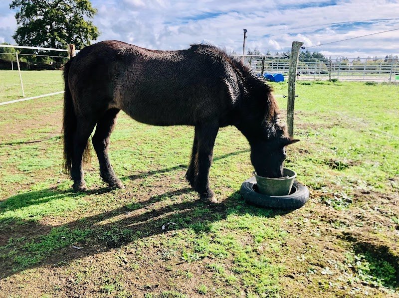 Domaine Équestre Little Paradise - photo 3