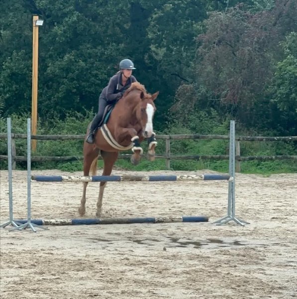 Ecurie Le petit plessis - photo 2