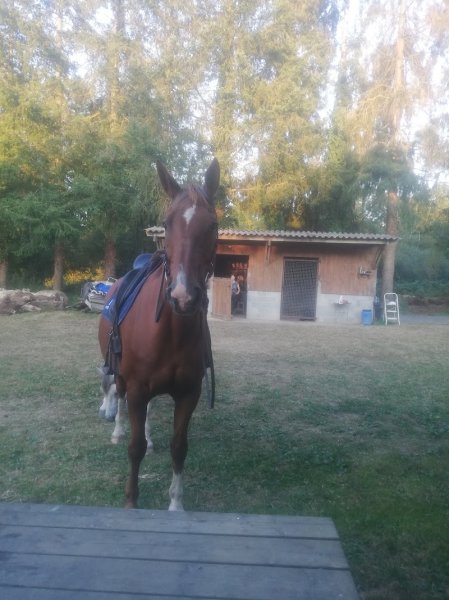 Ecurie Le petit plessis - photo 3