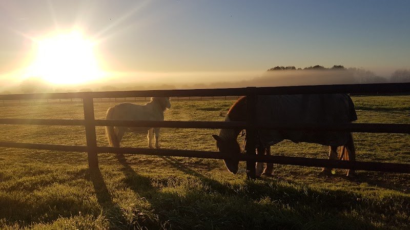Ecurie Du Bonheur Est Dans Le Pré - photo 1