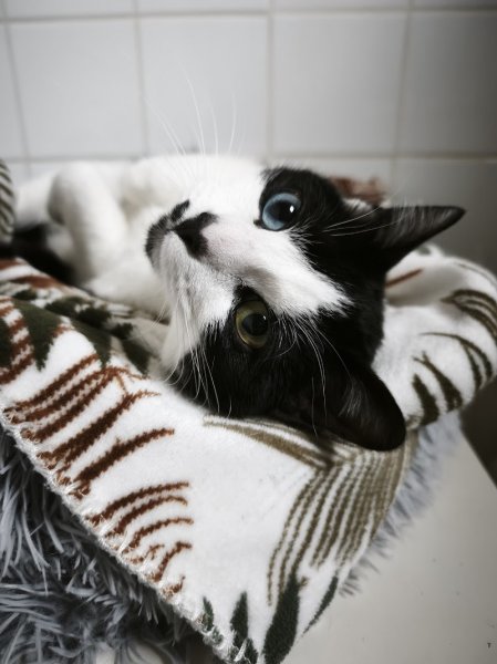 PENSION FELINE BRETAGNE CENTRE