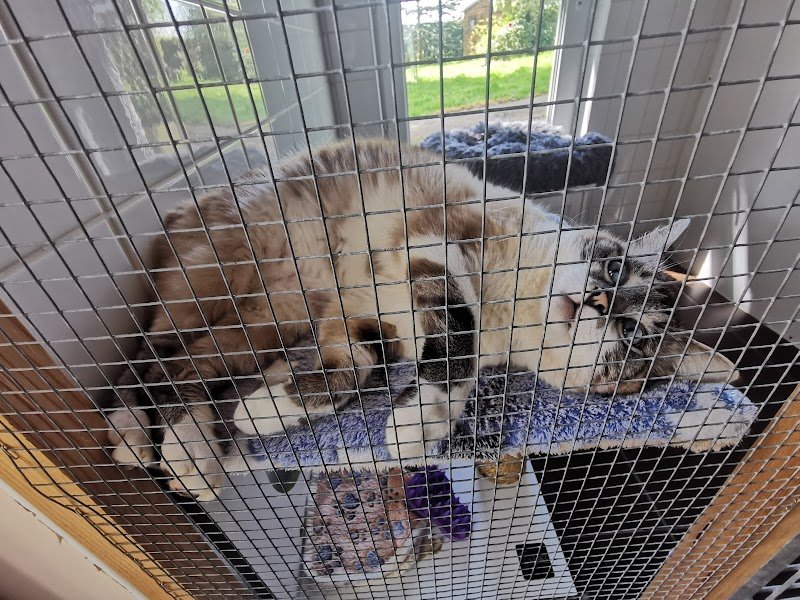 PENSION FELINE BRETAGNE CENTRE - photo 2