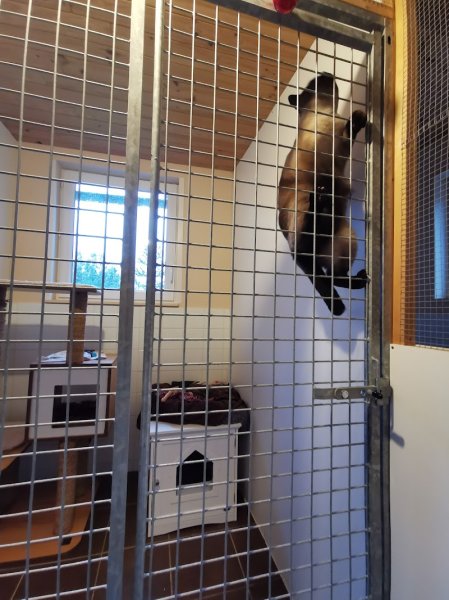 PENSION FELINE BRETAGNE CENTRE - photo 3