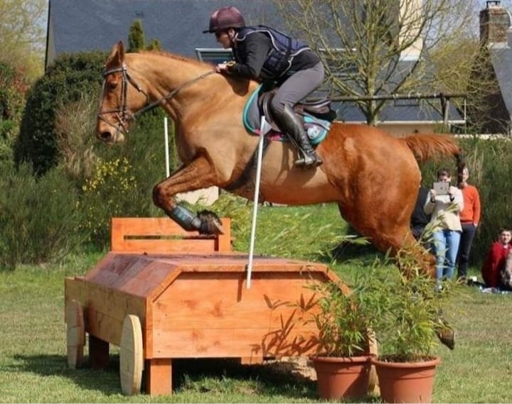 Ecurie de Kéravel - photo 2