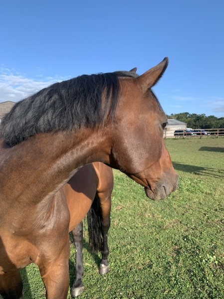 Ecurie Paul Meslin - photo 2