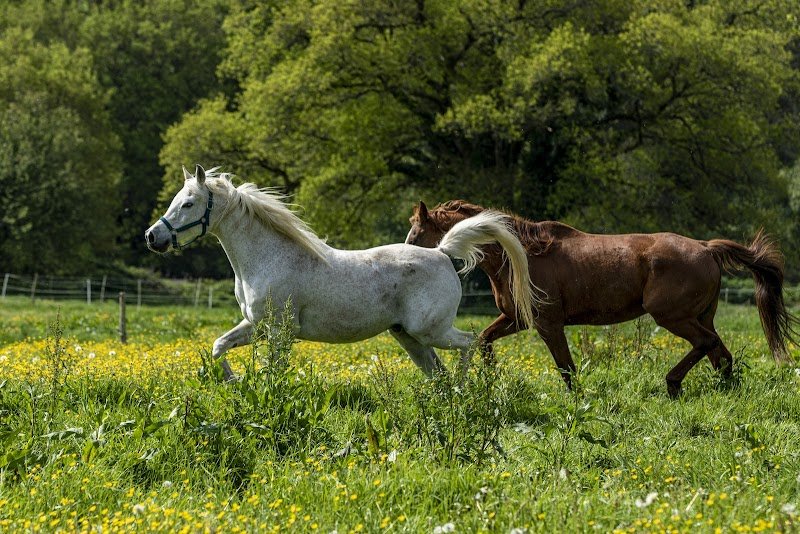 Les chevaux du Loc'h - photo 2