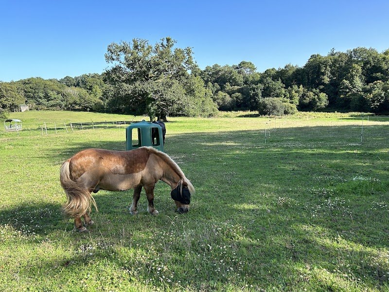 Les chevaux du Loc'h - photo 3