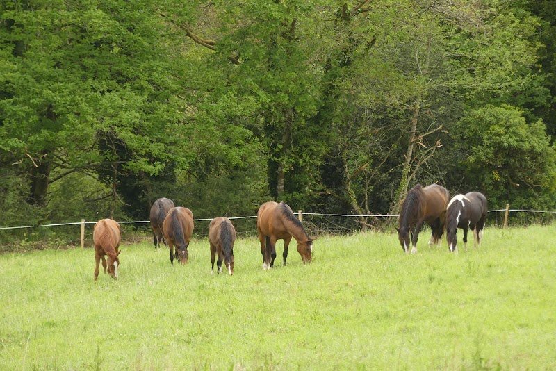 Ecurie du Castelo - photo 1