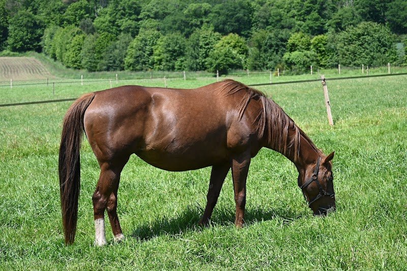 Ecurie du Castelo - photo 3