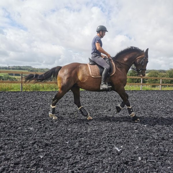 Écurie d'Elvenn - photo 1