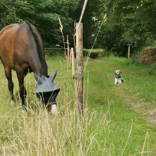 Écurie d'Elvenn - photo 3