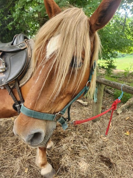 Centre equestre de Plelauff