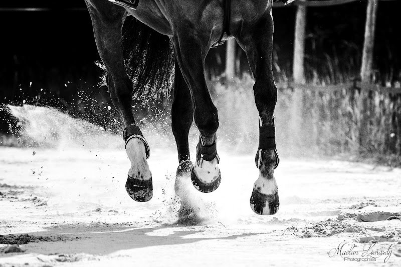 Ecurie EquiMagnia - photo 1