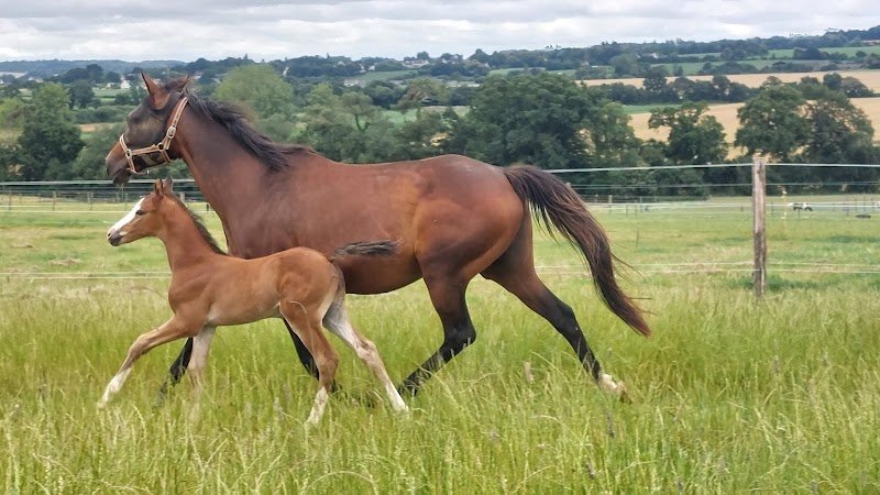 Les Écuries de Lokorn - photo 3