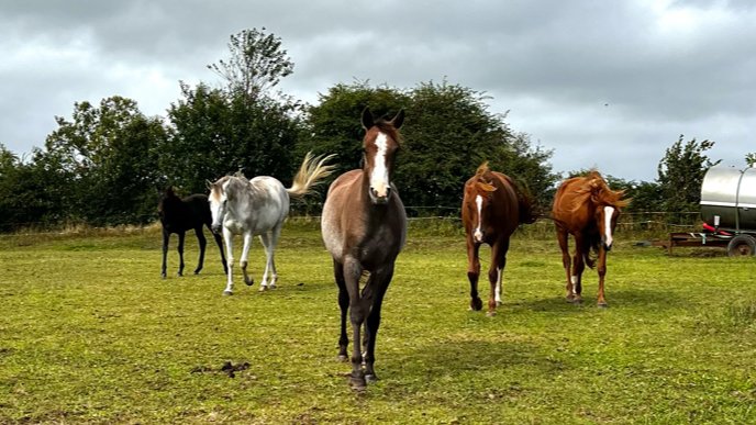 Pension - Elevage Kerkalift - photo 2