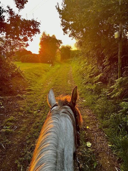 Pension - Elevage Kerkalift - photo 3