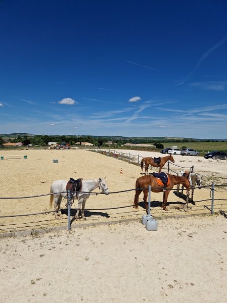 Elevage du lac - centre équestre - photo 1