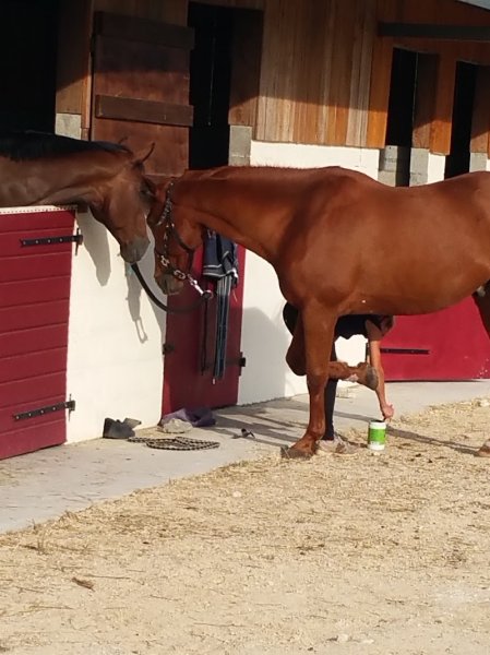 Ecuries du Tourtrat - photo 2